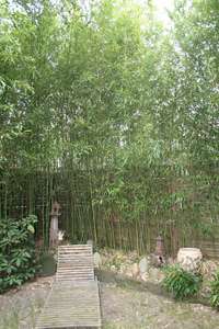 Tonkin-Shop: Phyllostachys bissetii - Ort: pflanzstab