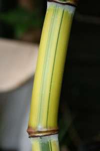 Tonkin-Shop: Halmansicht von Phyllostachys aureosulcata Spectabilis - Ort: pflanzstab