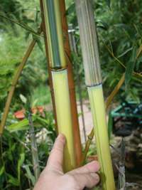 Tonkin-Shop: Detailansicht vom Halm und gr�nem Sulcus von Phyllostachys aureosulcata Spectabilis - Ort: pflanzstab
