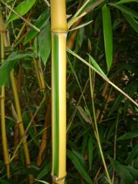 Tonkin-Shop: Phyllostachys bambusoides Castilloni - Detailansicht vom gelbem Halm mit gr�nem Sulcus - Ort: pflanzstab