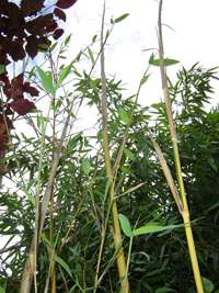 Tonkin-Shop: frischer Halmaustrieb von Phyllostachys bambusoides Castilloni im Mai - Ort: pflanzstab