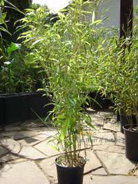 Produkt: Tonkin-Shop Phyllostachys Mannii