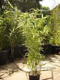 Tonkin-Shop: Phyllostachys Mannii H�he ca. 80 cm - Ort: pflanzstab