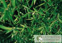 Tonkin-Shop: Ansicht der sattgr�nen Bl�tter von Phyllostachys Mannii - Ort: pflanzstab