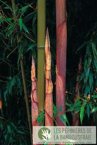 Tonkin-Shop: Halmansicht von Phyllostachys Mannii - Ort: pflanzstab