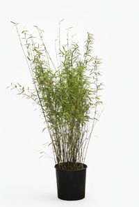 Tonkin-Shop: Bambus Fargesia Nitida - 15 Liter - 120 cm - Ort: pflanzstab