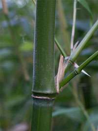 Produkt: Tonkin-Shop Phyllostachys viridiglaucescens