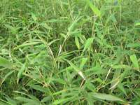 Tonkin-Shop: Phyllostachys bissetii - Ort: pflanzstab