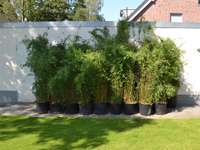 Tonkin-Shop: Fargesia jiuzhaigou Lieferhoehe 170 cm - Ort: pflanzstab