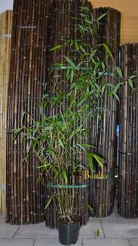 Tonkin-Shop: Phyllostachys atrovaginata - H�he 150 cm - Ort: pflanzstab