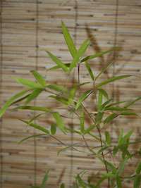 Produkt: Tonkin-Shop Phyllostachys decora