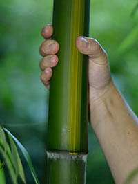 Tonkin-Shop: Aufnahme von Phyllostachys vivax huangwenzhu - Ort: pflanzstab