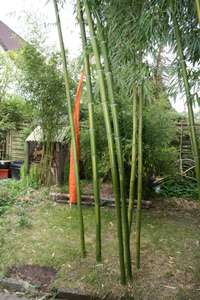 Tonkin-Shop: Halmaustrieb von Phyllostachys vivax  - Ort: pflanzstab