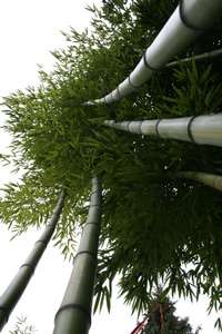 Tonkin-Shop: Detailansicht vom Phyllostachys vivax huangwenzhu - Ort: pflanzstab