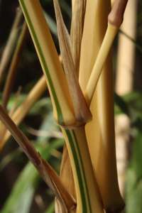 Tonkin-Shop: Detailansicht vom Halm Phyllostachys vivax aureocaulis - Ort: pflanzstab