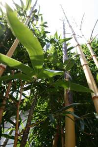 Tonkin-Shop: Halmaustrieb - Aufnahme von Phyllostachys vivax aureocaulis im 3 Jahr - Ort: pflanzstab