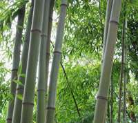 Tonkin-Shop: Bambushain von Phyllostachys Nigra Henonis - Ort: pflanzstab