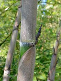 Produkt: Tonkin-Shop Phyllostachys Nigra Henonis