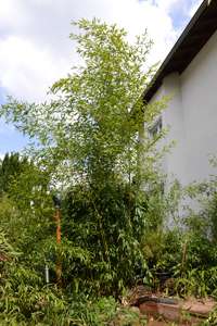 Tonkin-Shop: Phyllostachys aureosulcata Spectabilis - Ort: pflanzstab