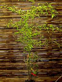 Tonkin-Shop: Phyllostachys nigra Boryana - Gr��e 150 cm - Ort: pflanzstab