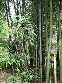 Tonkin-Shop: Bambushain mit Phyllostachys nigra Boryana - Ort: pflanzstab