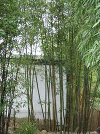 Tonkin-Shop: Bambushain Phyllostachys nigra Boryana - Ort: pflanzstab