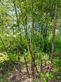 Tonkin-Shop: Phyllostachys parvifolia - Ort: pflanzstab
