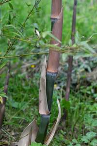 Tonkin-Shop: Der Halmaustrieb von Phyllostachys parvifolia beginnt von Mitte Mai bis Ende Juni - Ort: pflanzstab