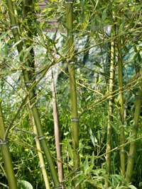 Tonkin-Shop: Halmdetailansicht von Phyllostachys parvifolia mit dem charakteristische Halmreif unterhalb der Nodie - Ort: pflanzstab