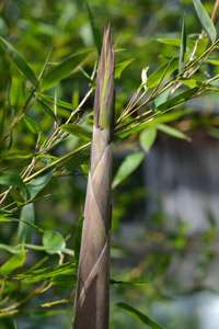 Tonkin-Shop: Frische Halmspitze von Phyllostachys parvifolia im Mai - Ort: pflanzstab
