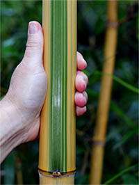 Produkt: Tonkin-Shop Phyllostachys vivax Huangwenzhu Inversa