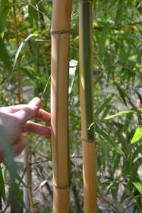 Tonkin-Shop: Halmdicke von Phyllostachys vivax Huangwenzhu Inversa  nach 3 Jahren - Ort: pflanzstab