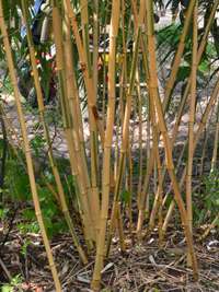Tonkin-Shop: Phyllostachys vivax Huangwenzhu Inversa Hain nach 3 Jahren - Ort: pflanzstab
