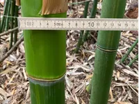 Tonkin-Shop: Frische Bambusstangen aus heimischem Anbau - nachhaltig & naturbelassen - Halmfarbe gr�n - Ort: pflanzstab