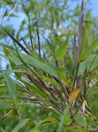 Tonkin-Shop: Phyllostachys arcana Luteosulcata Bl�te 2014 in der N�he von K�ln - Ort: pflanzstab