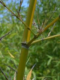 Tonkin-Shop: Halmanischt vom Bambus Phyllostachys arcana Luteosulcata - Ort: pflanzstab