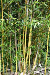 Tonkin-Shop: Phyllostachys aureosulcata Aureocaulis mit neuen Halmen - Ort: pflanzstab