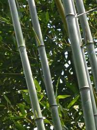 Tonkin-Shop: Phyllostachys aureosulcata alata - typische olivf�rbung der Halme - Ort: pflanzstab