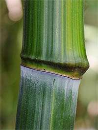 Produkt: Tonkin-Shop Phyllostachys aureosulcata harbin