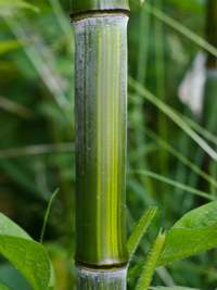 Tonkin-Shop: Detailansicht vom Bambushalm Phyllostachys aureosulcata harbin - Ort: pflanzstab