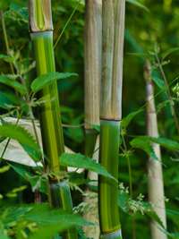 Tonkin-Shop: Phyllostachys aureosulcata harbin - Ort: pflanzstab