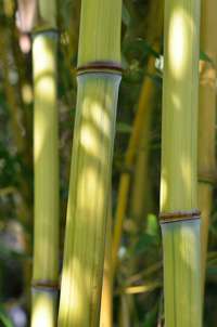 Produkt: Tonkin-Shop Phyllostachys aureosulcata Harbin Inversa