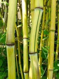 Tonkin-Shop: Phyllostachys aureosulcata Harbin Inversa - Ort: pflanzstab