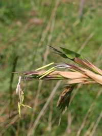 Produkt: Tonkin-Shop Phyllostachys kwangsiensis