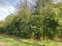 Tonkin-Shop: Fargesia robusta campbell - Hecke - Ort: pflanzstab