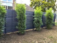 Tonkin-Shop: Fargesia robusta campbell - Neupflanzung - Ort: pflanzstab