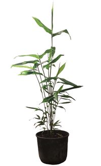 Tonkin-Shop: Phyllostachys pubescens Moso - 10 Liter Topf 100 cm - Ort: pflanzstab