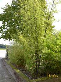 Tonkin-Shop: Bambushain von Phyllostachys Nigra Punctata - Ort: pflanzstab