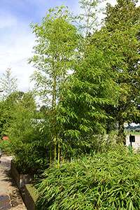 Tonkin-Shop: Halmaustrieb von Phyllostachys vivax aureocaulis - Ort: pflanzstab