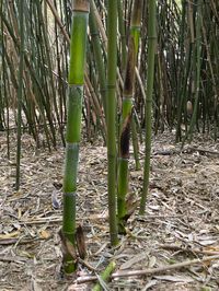 Tonkin-Shop: Halmaustrieb von Phyllostachys bambusoides  - Ort: pflanzstab